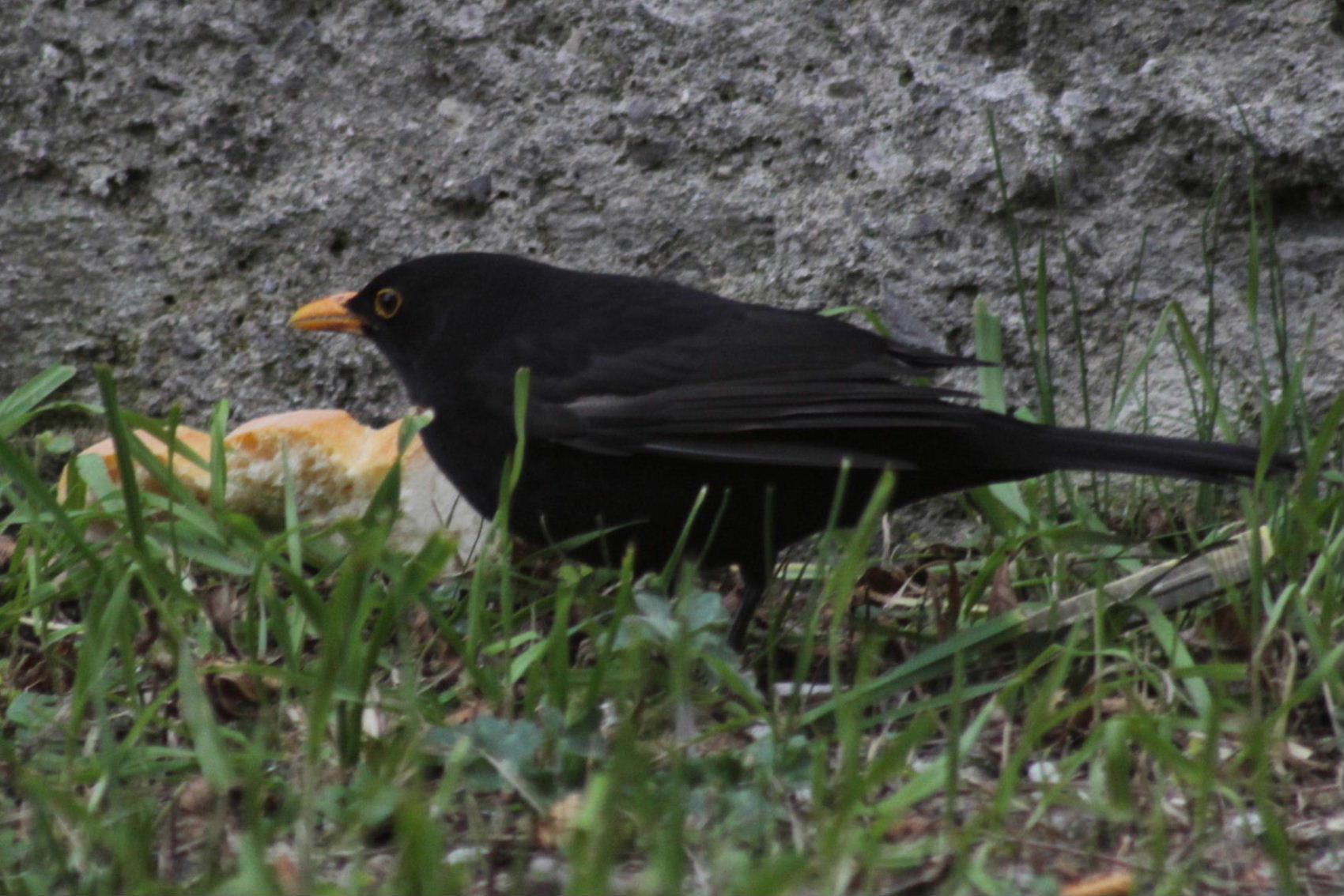 Altri clienti della paninoteca